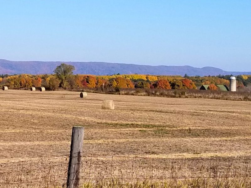 Newsletter - November, Fall in Woodlawn, Ottawa