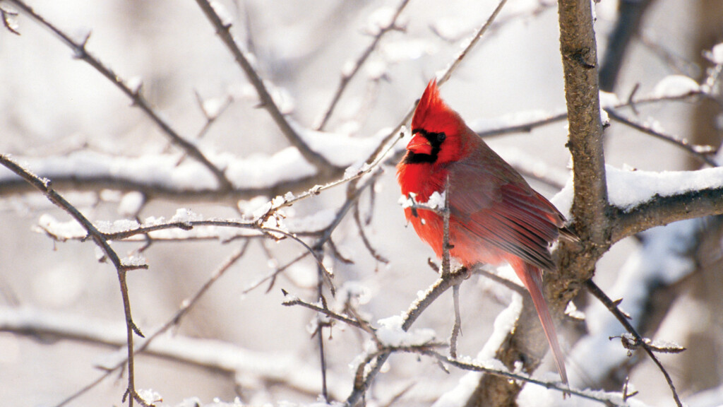 cardinal