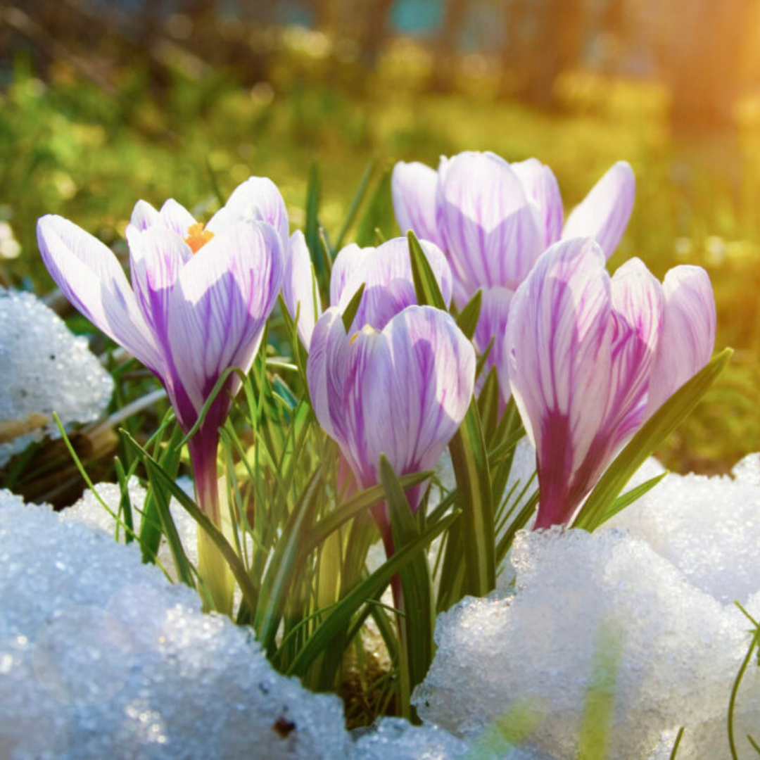 Spring thaw blog