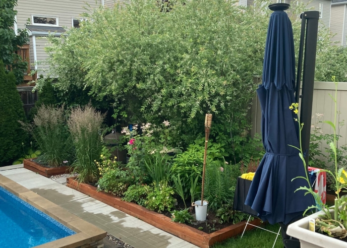 36-backyard 1 cropped