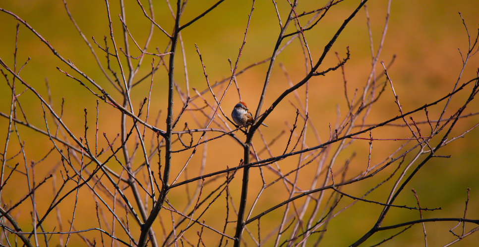 Staying in Touch April 2024 Newsletter -Spring time - Bird